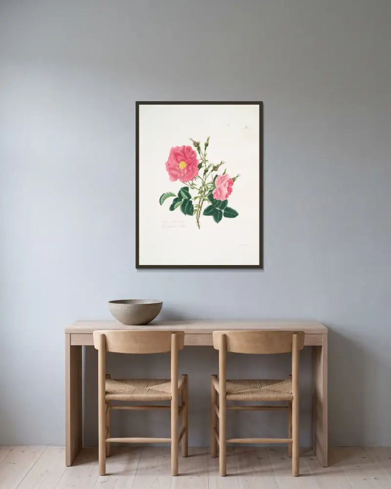 Rosa damascena 4 av Mary Lawrance inramad på en vägg