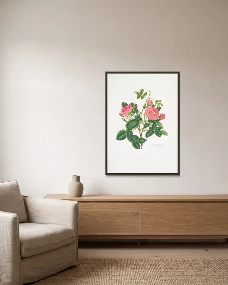 Rosa damascena 6 av Mary Lawrance inramad på en vägg