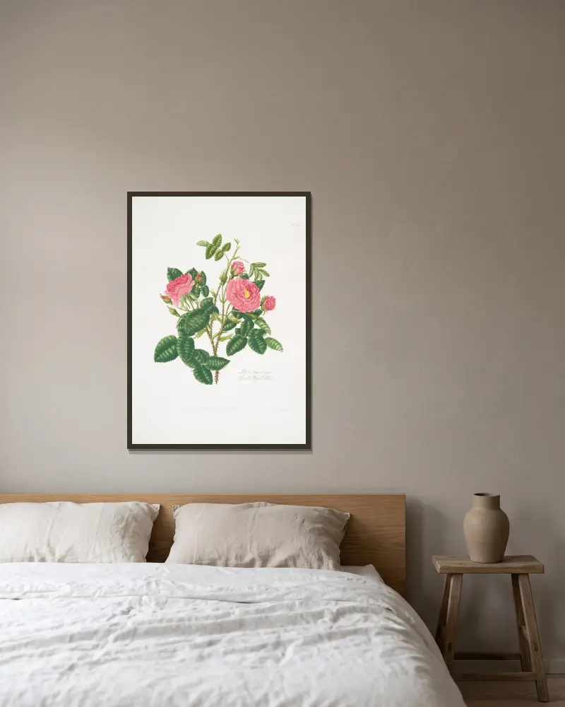 Rosa damascena 6 av Mary Lawrance inramad på en vägg