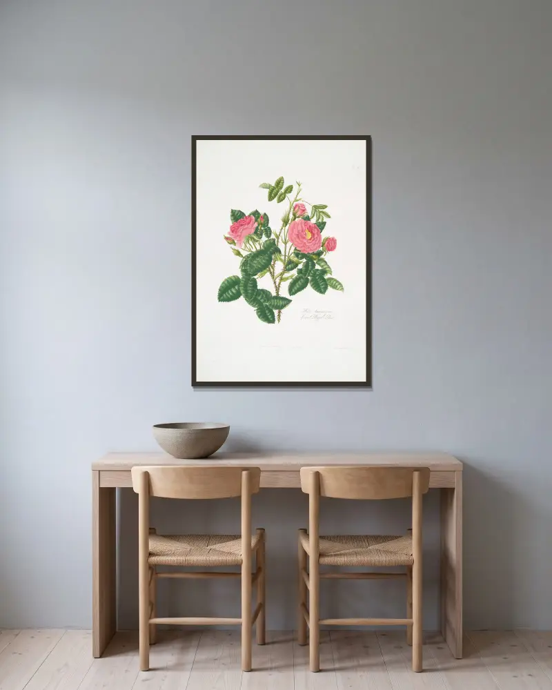 Rosa damascena 6 av Mary Lawrance inramad på en vägg