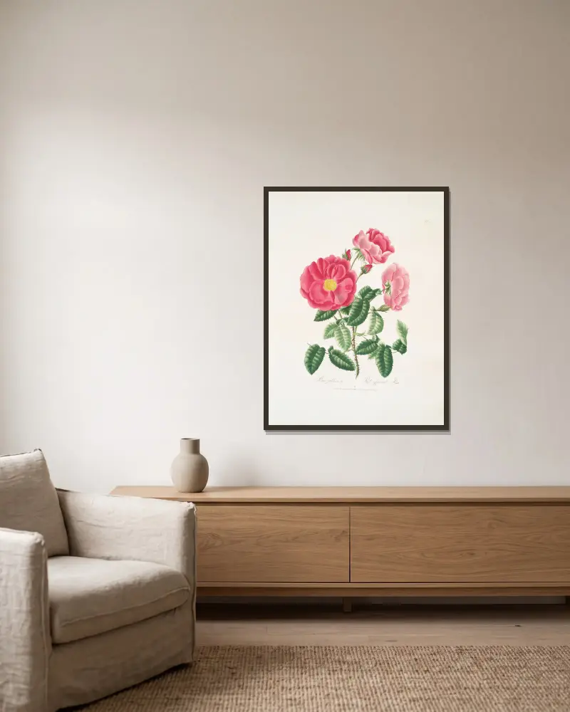 Rosa gallica av Mary Lawrance inramad på en vägg