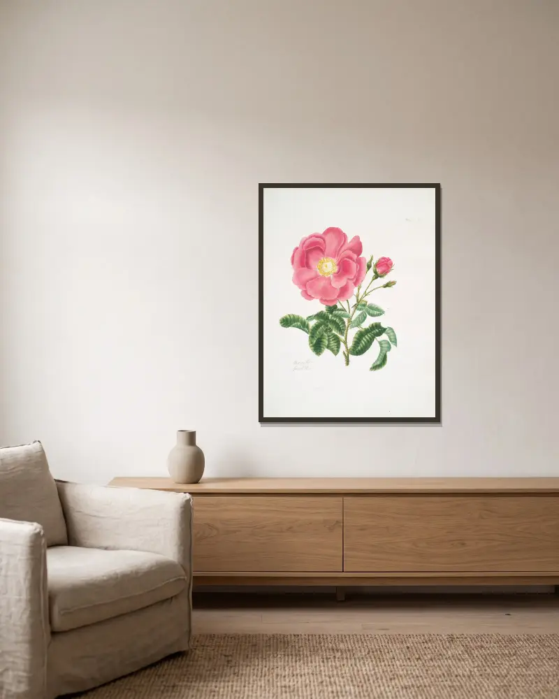 Rosa gallica 2 av Mary Lawrance inramad på en vägg