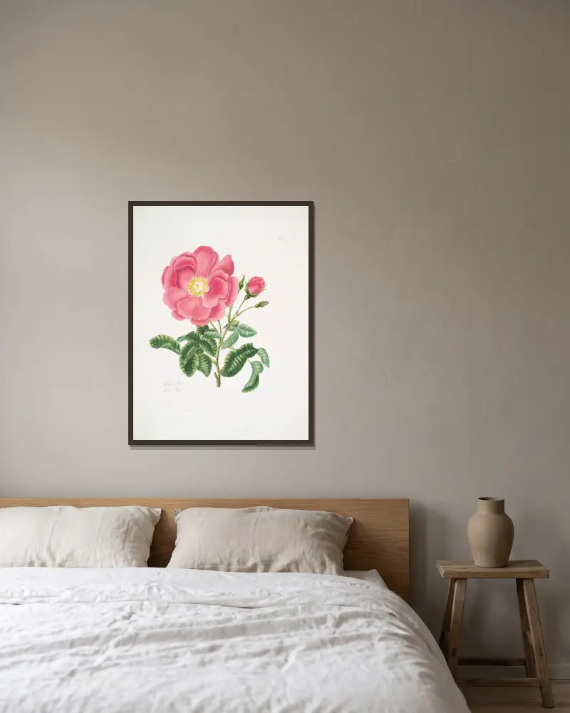 Rosa gallica 2 av Mary Lawrance inramad på en vägg