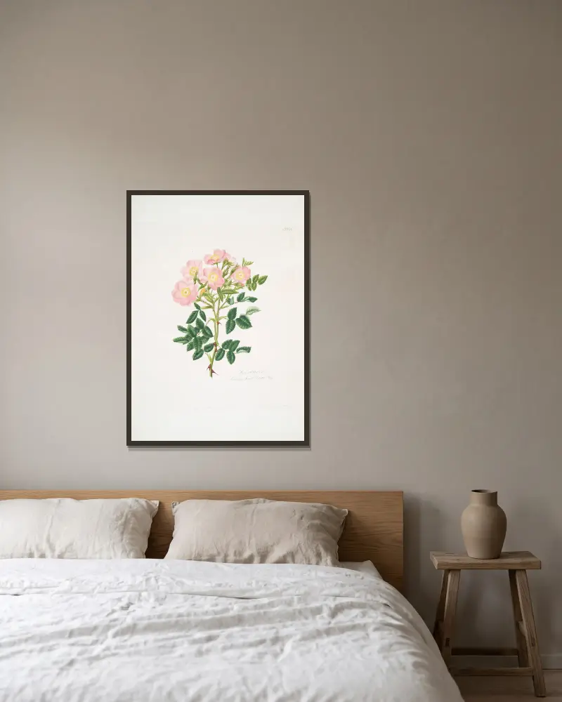 Rosa indigossa av Mary Lawrance inramad på en vägg