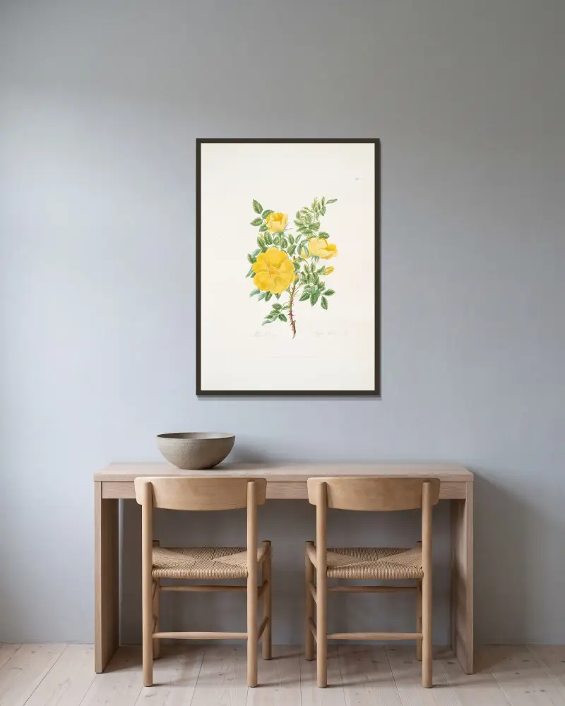 Rosa lutea av Mary Lawrance inramad på en vägg