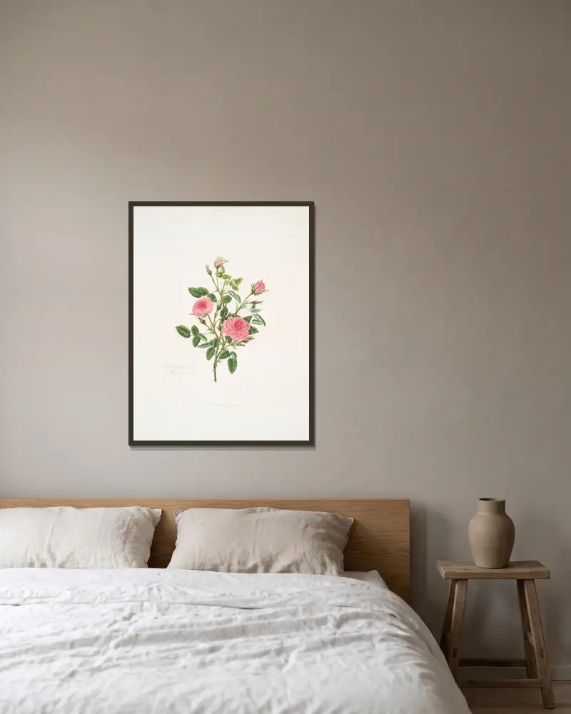 Rosa provincialis oder Rose de Meaux von Mary Lawrance gerahmt an einer Wand