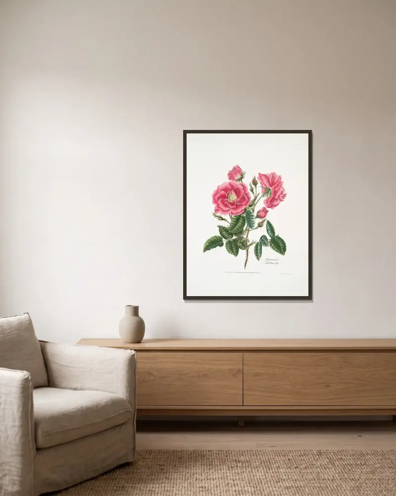 Rosa provincialis3 av Mary Lawrance inramad på en vägg