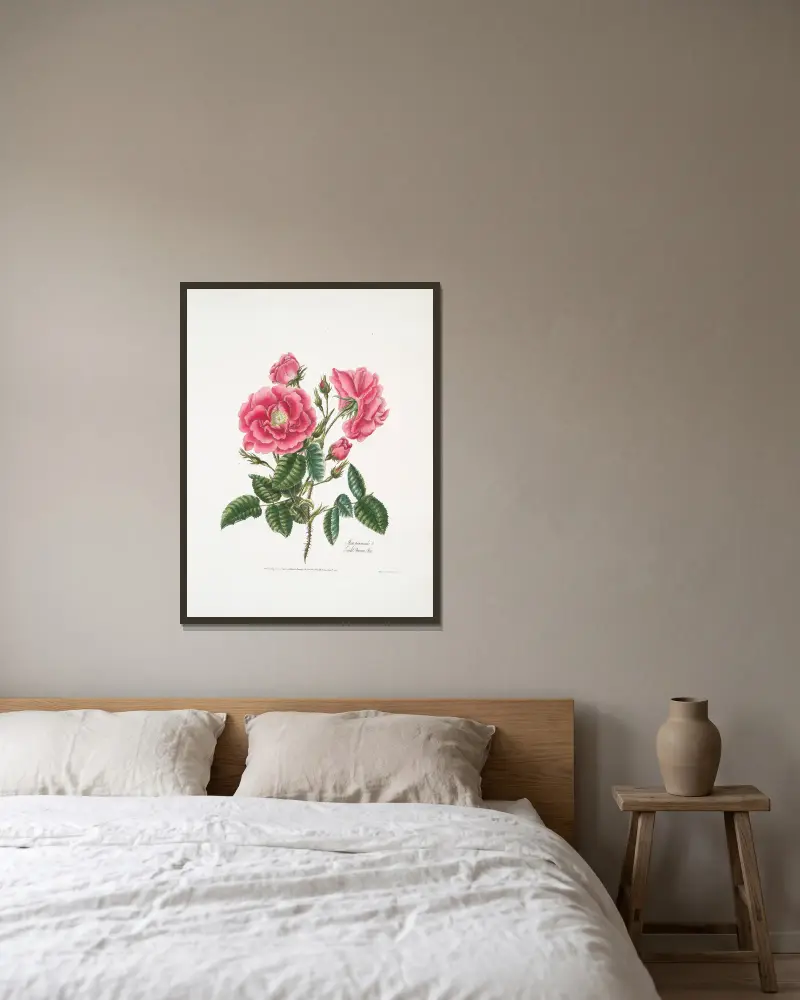 Rosa provincialis3 av Mary Lawrance inramad på en vägg