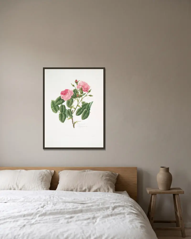 Rosa provincialis4 av Mary Lawrance inramad på en vägg