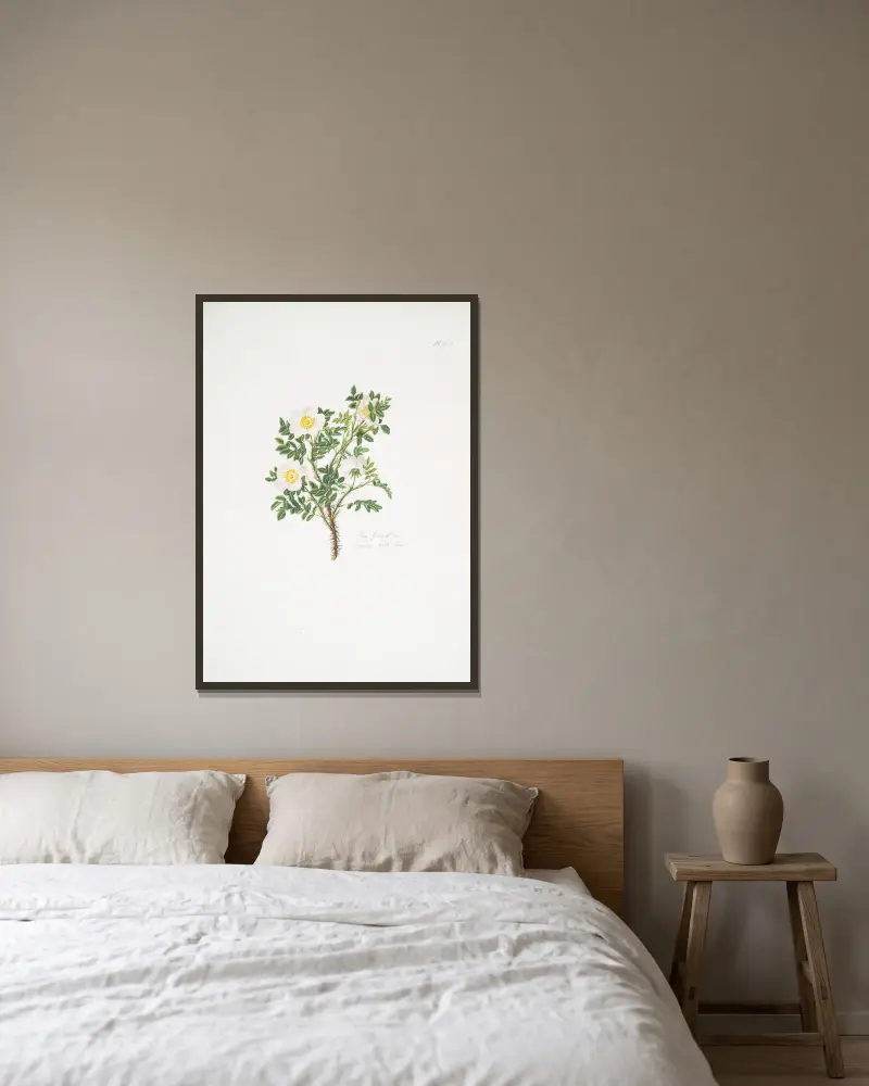 Rosa spinosissima 3 av Mary Lawrance inramad på en vägg
