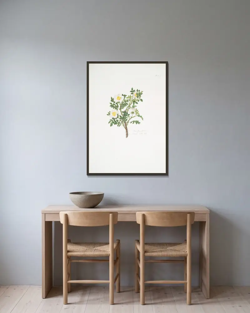 Rosa spinosissima 3 av Mary Lawrance inramad på en vägg