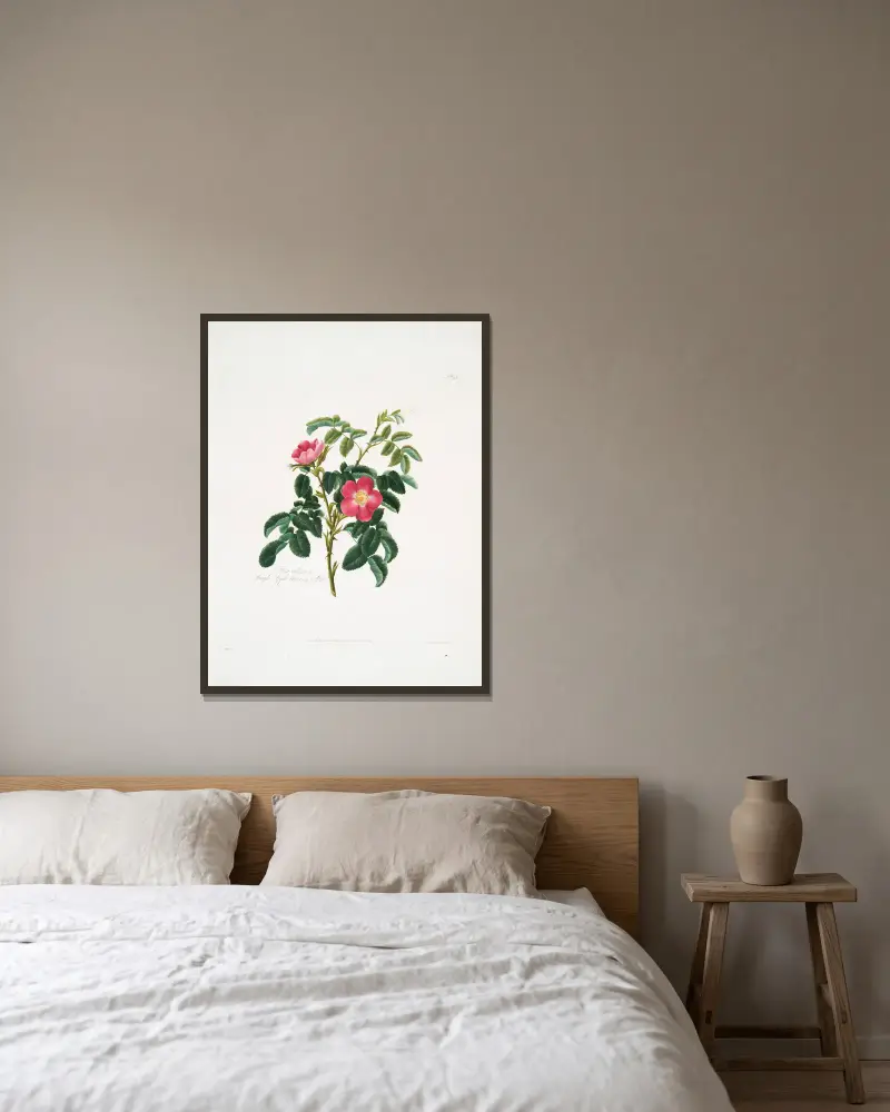 Rosa villosa 2 av Mary Lawrance inramad på en vägg
