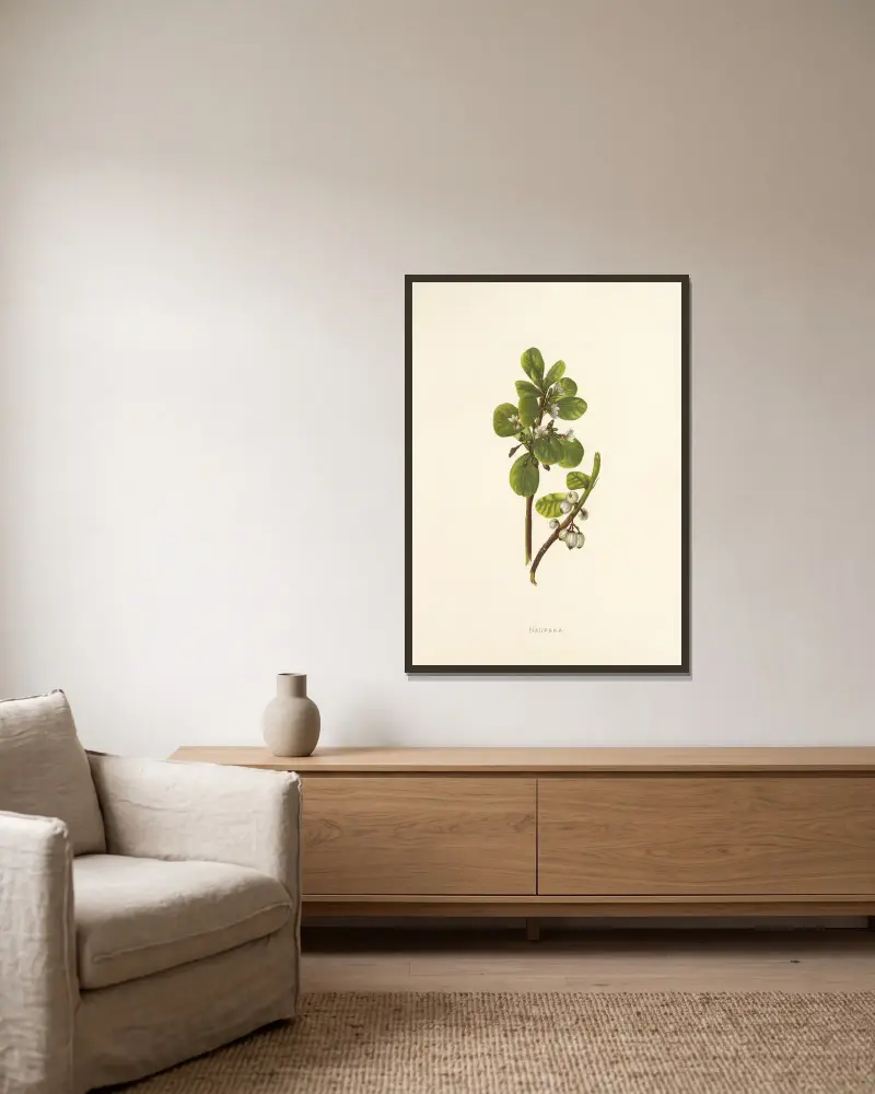 Naupaka von Isabella McHutcheson Sinclair gerahmt an einer Wand