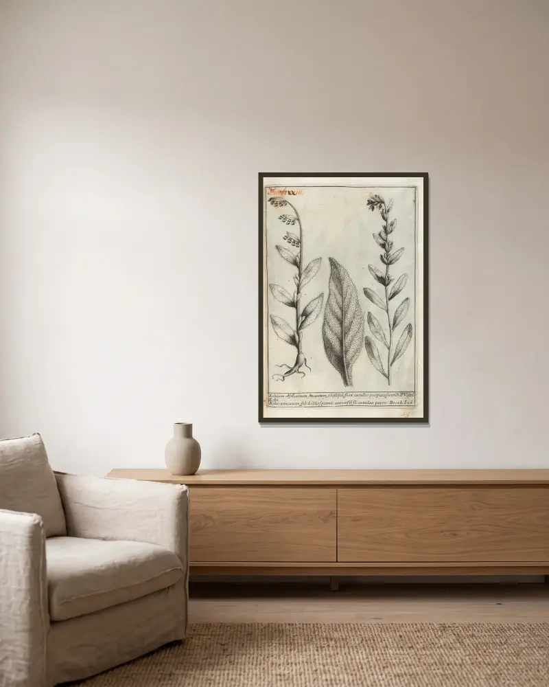 Catalogus plantarum horti Pisani, Tafel 23 von Michelangelo Tilli gerahmt an einer Wand