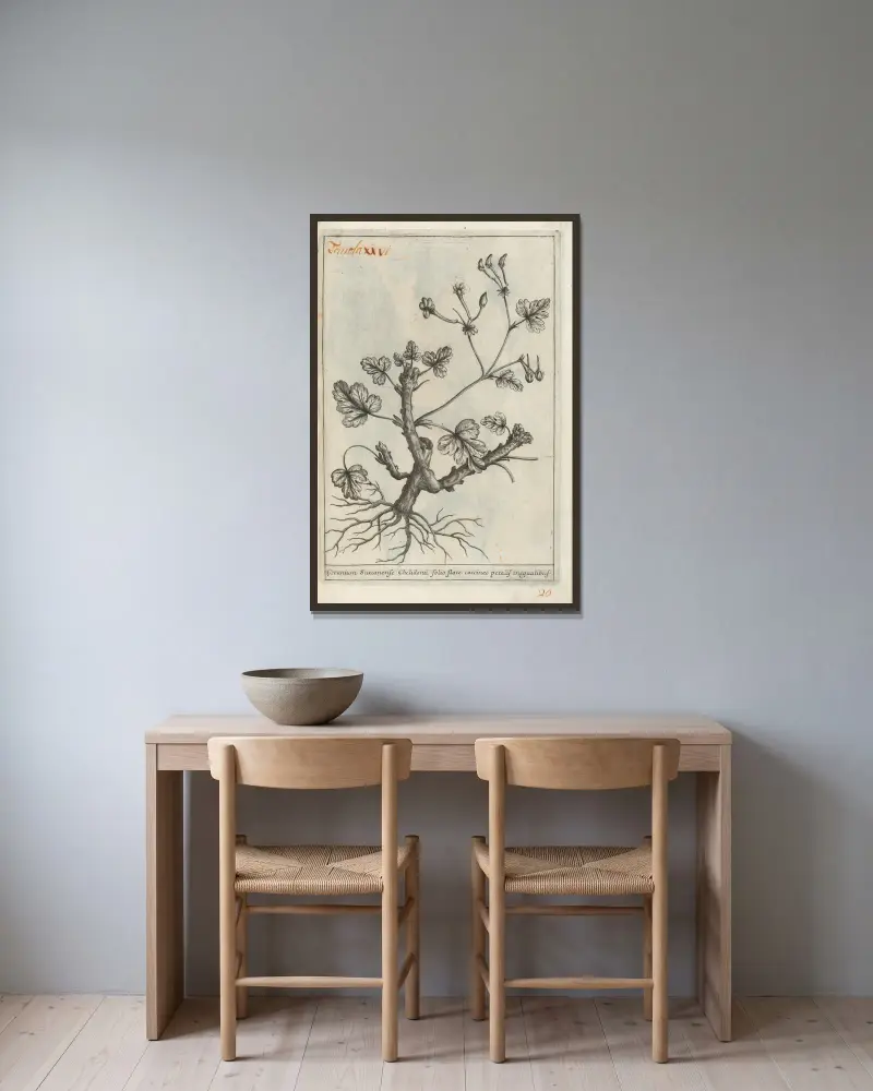 Catalogus plantarum horti Pisani, Tafel 26 von Michelangelo Tilli gerahmt an einer Wand
