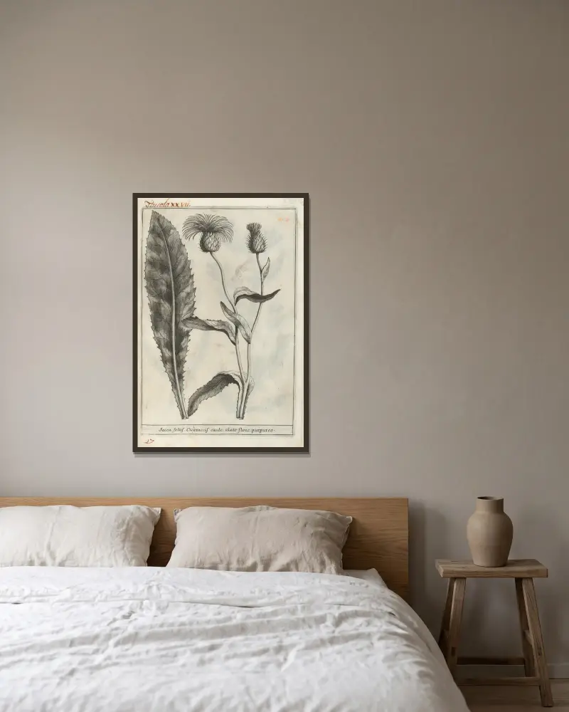 Catalogus plantarum horti Pisani, Tafel 27 von Michelangelo Tilli gerahmt an einer Wand
