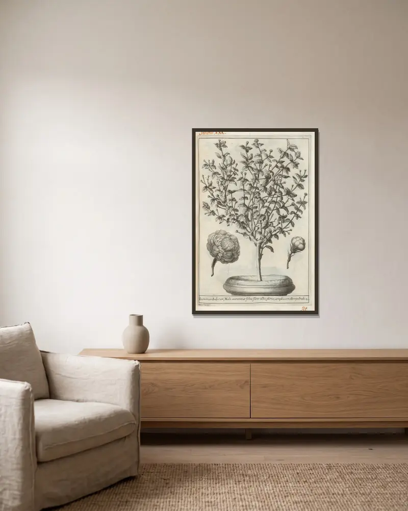 Catalogus plantarum horti Pisani, Tafel 30 von Michelangelo Tilli gerahmt an einer Wand