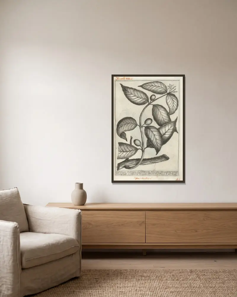 Catalogus plantarum horti Pisani, Tafel 32 von Michelangelo Tilli gerahmt an einer Wand