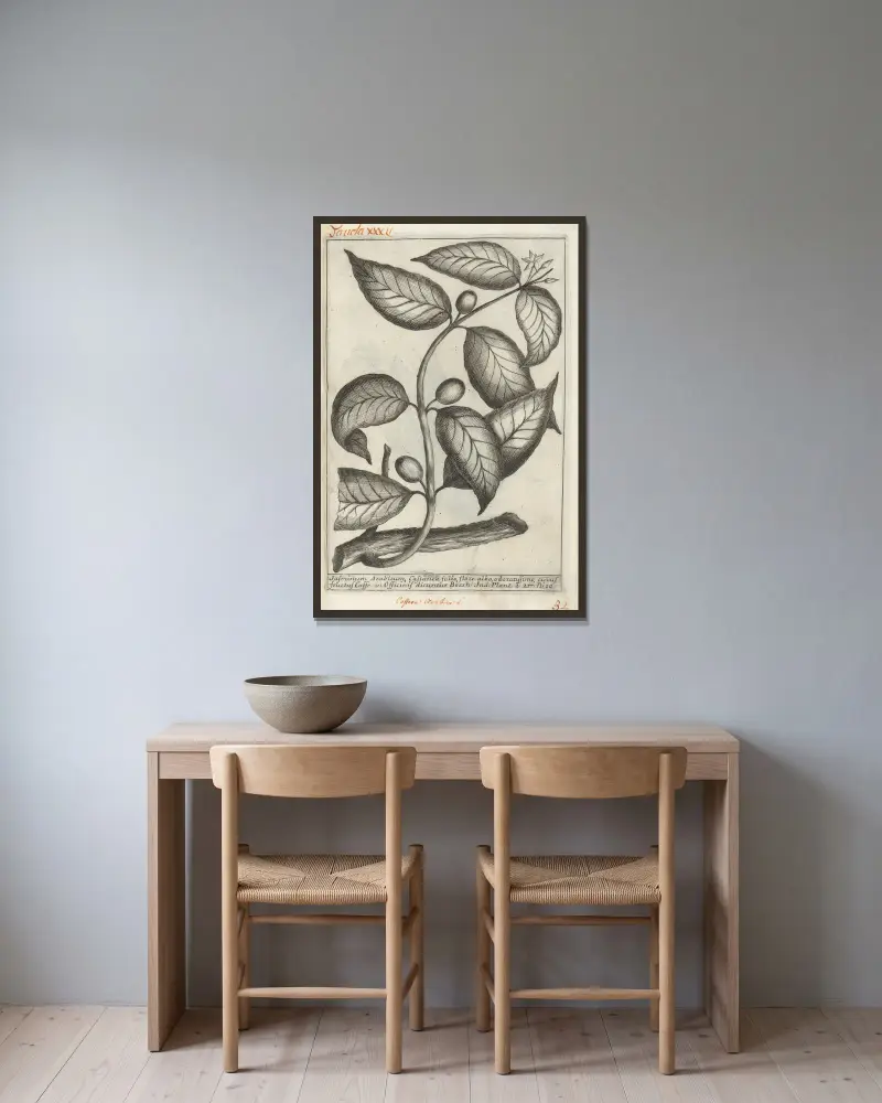Catalogus plantarum horti Pisani, Tafel 32 von Michelangelo Tilli gerahmt an einer Wand