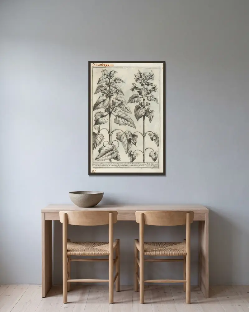 Catalogus plantarum horti Pisani, Tafel 34 von Michelangelo Tilli gerahmt an einer Wand
