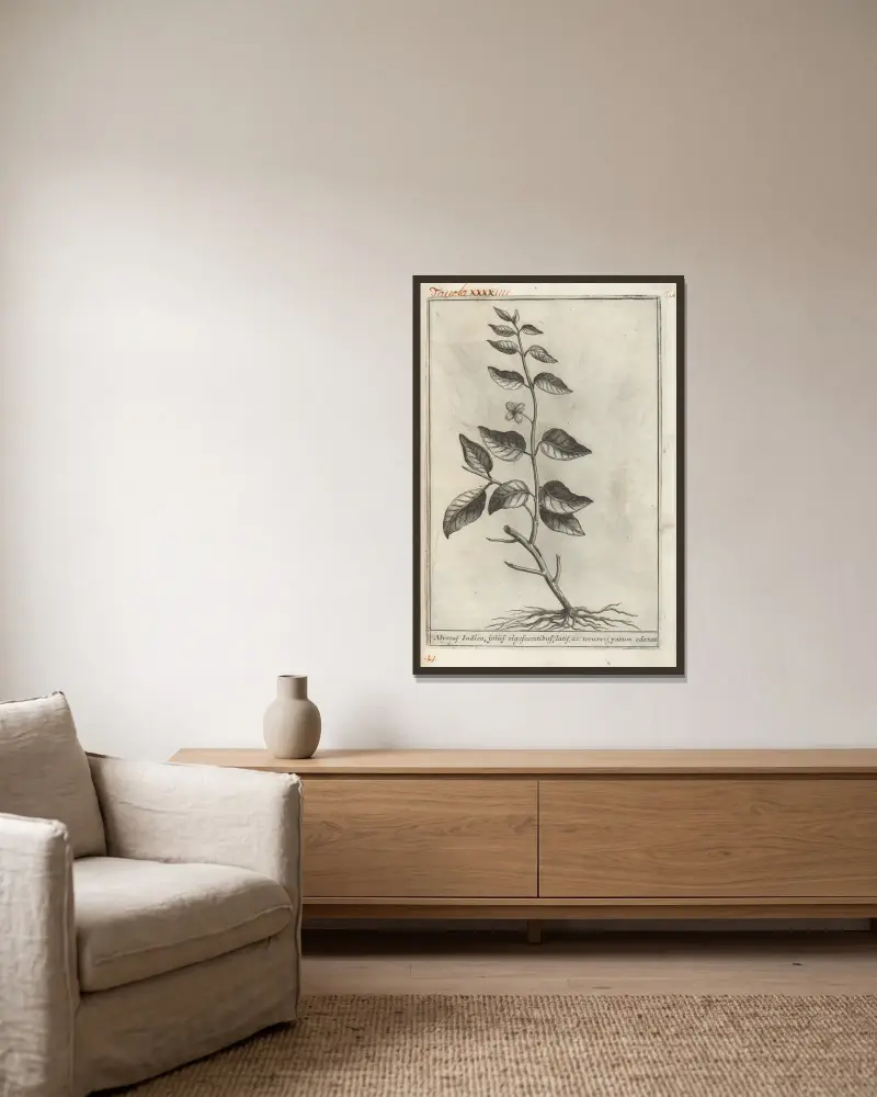 Catalogus plantarum horti Pisani, Tafel 44 von Michelangelo Tilli gerahmt an einer Wand