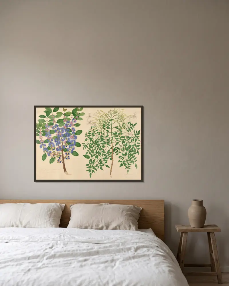 En djungelväxt från vår trädgård, korkblomma av Miss Gough inramad på en vägg