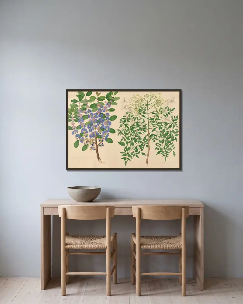 En djungelväxt från vår trädgård, korkblomma av Miss Gough inramad på en vägg