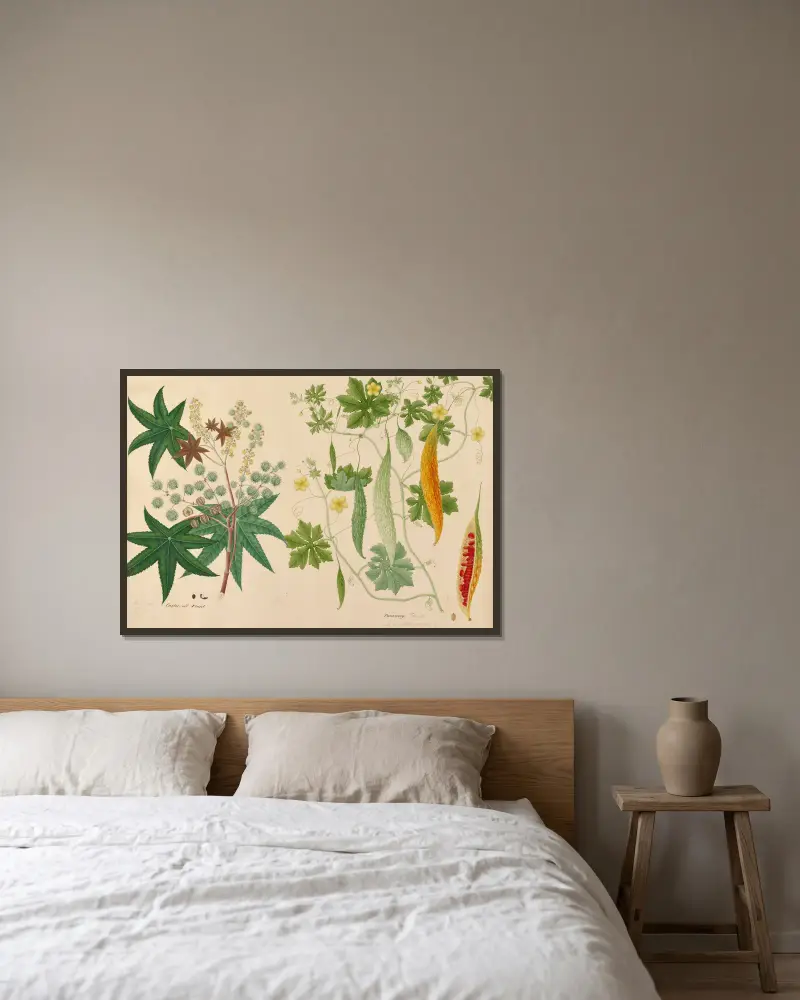 Rizinuspflanze. Pauvacoy. Tamil. Eine Gemüsekletterpflanze von Miss Gough gerahmt an einer Wand