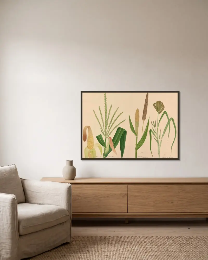 Indian Corn. Mootoo Cholum, Kamboo, Kaveroo von Miss Gough gerahmt an einer Wand