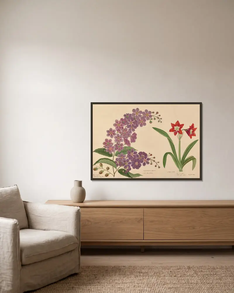Lagerstroemia reginae eller majblomman. En kaplilja av Miss Gough inramad på en vägg
