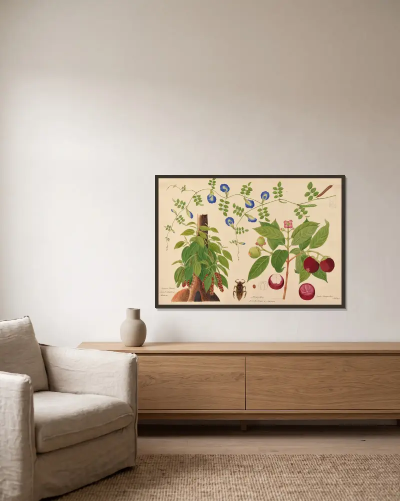 Pepparplanta. Mangostan. Boah Mangostan, malajisk klätterväxt av Miss Gough inramad på en vägg