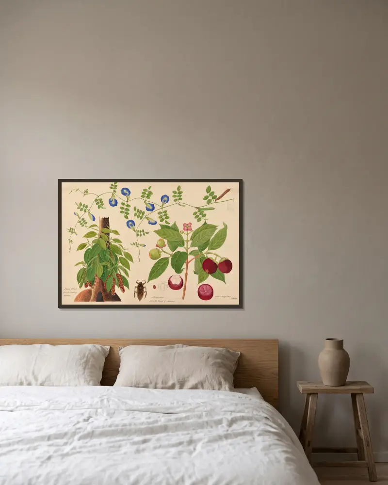 Pepparplanta. Mangostan. Boah Mangostan, malajisk klätterväxt av Miss Gough inramad på en vägg