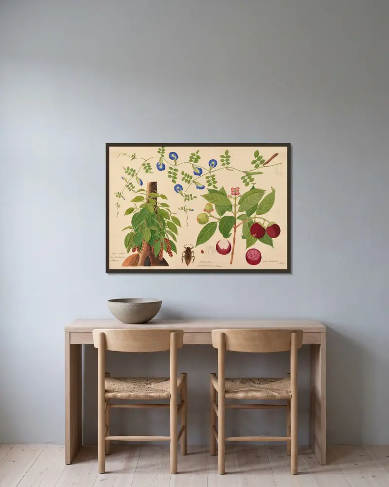 Pepparplanta. Mangostan. Boah Mangostan, malajisk klätterväxt av Miss Gough inramad på en vägg