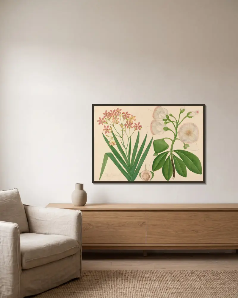 Unbekannte schöne Blume aus unserem Garten von Miss Gough gerahmt an einer Wand