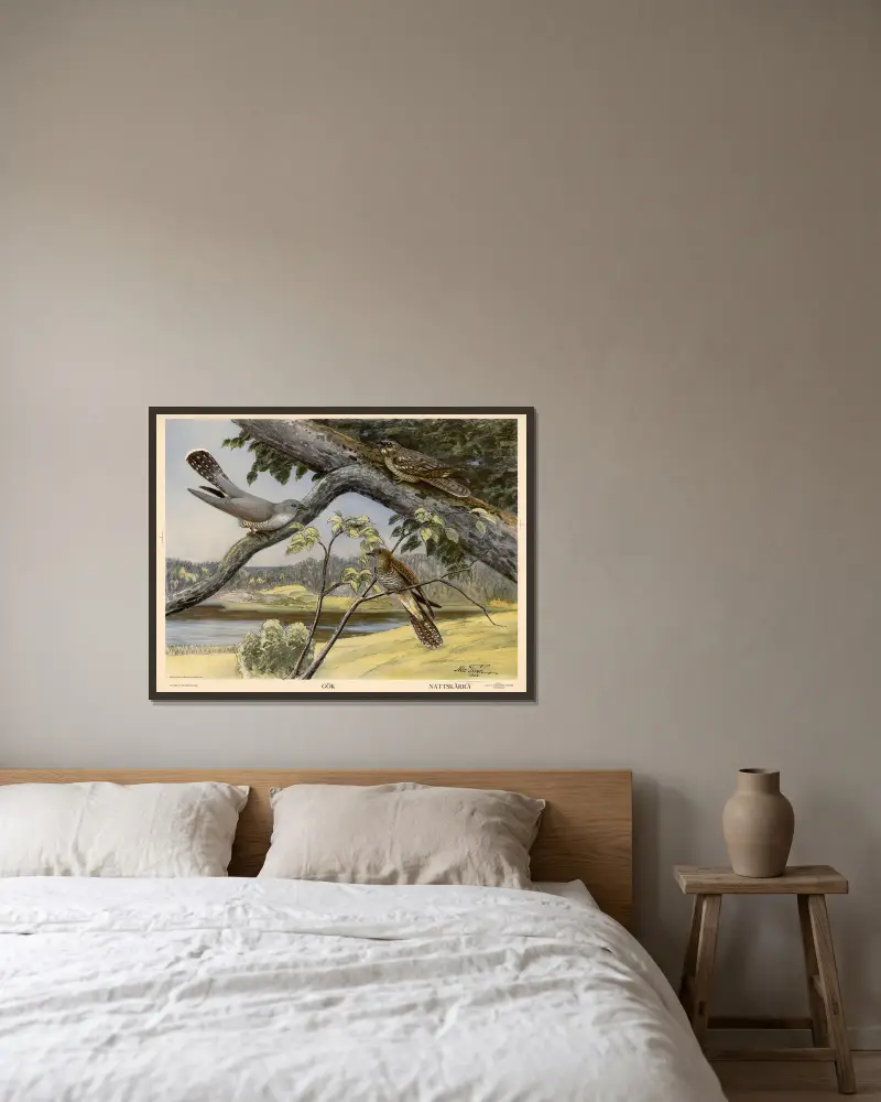 Kuckuck. Ziegenmelker. von Nils Tirén gerahmt an einer Wand