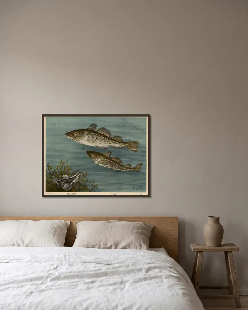 Hornsimpa. Kabeljau. von Nils Tirén gerahmt an einer Wand