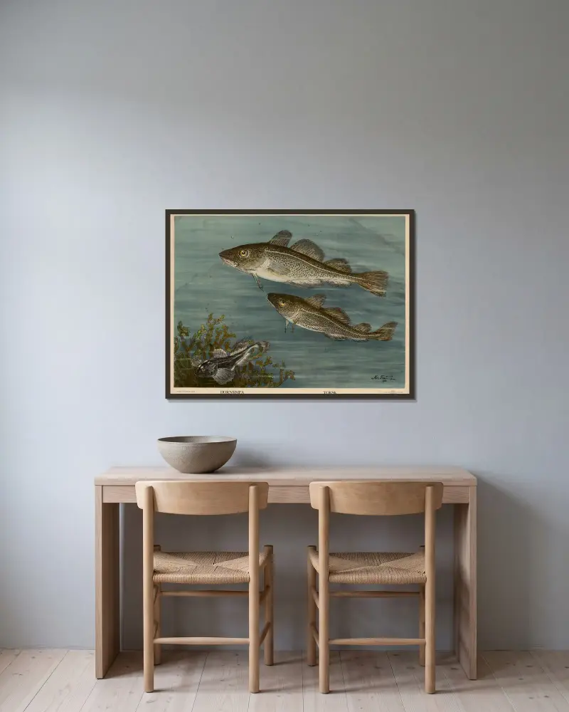 Hornsimpa. Kabeljau. von Nils Tirén gerahmt an einer Wand