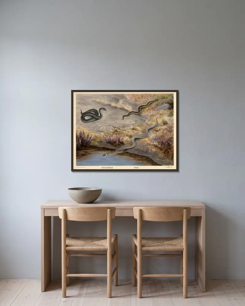 Huggormar. Snok av Nils Tirén inramad på en vägg