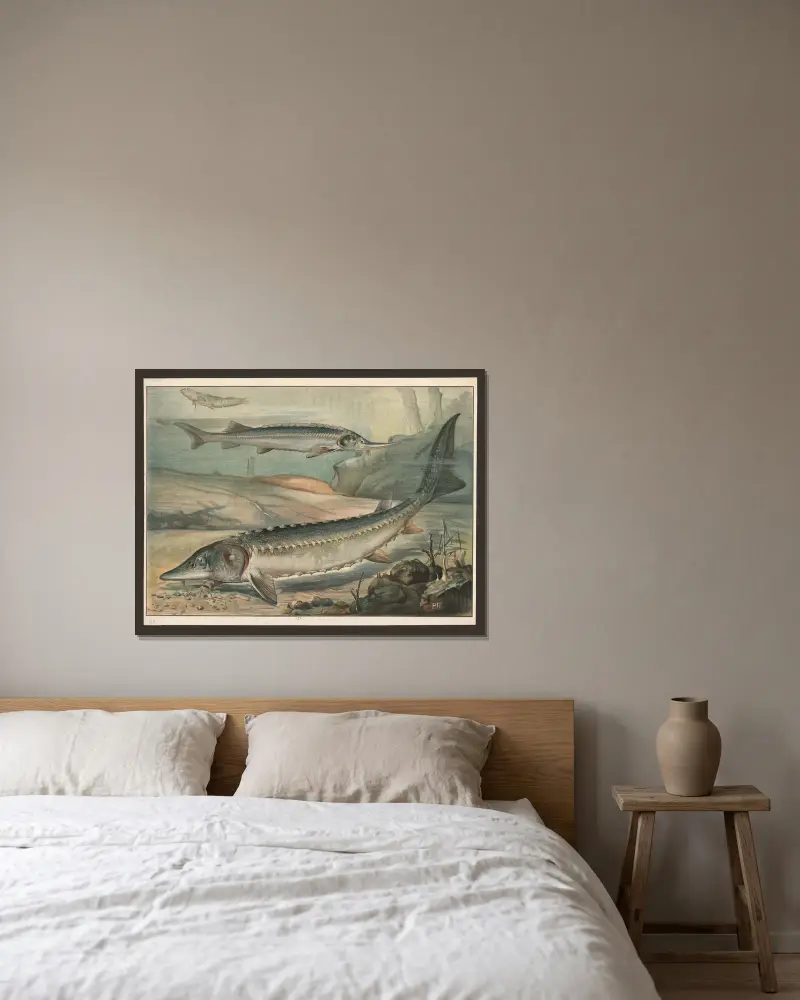 Stör von Paul Flanderky gerahmt an einer Wand