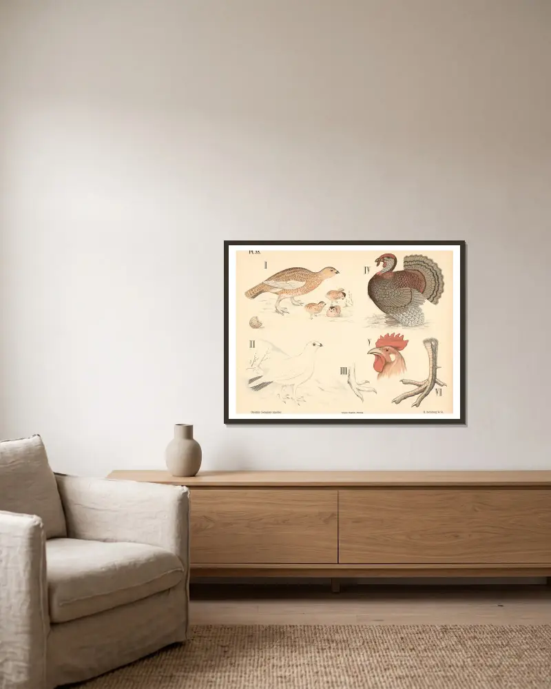 Vögel. Taubenvögel und Hühnervögel von Peter Dybdahl gerahmt an einer Wand
