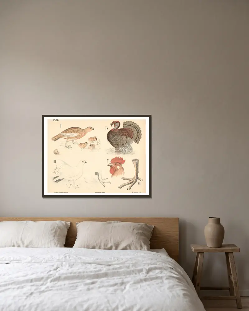 Vögel. Taubenvögel und Hühnervögel von Peter Dybdahl gerahmt an einer Wand