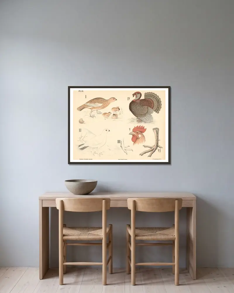 Vögel. Taubenvögel und Hühnervögel von Peter Dybdahl gerahmt an einer Wand