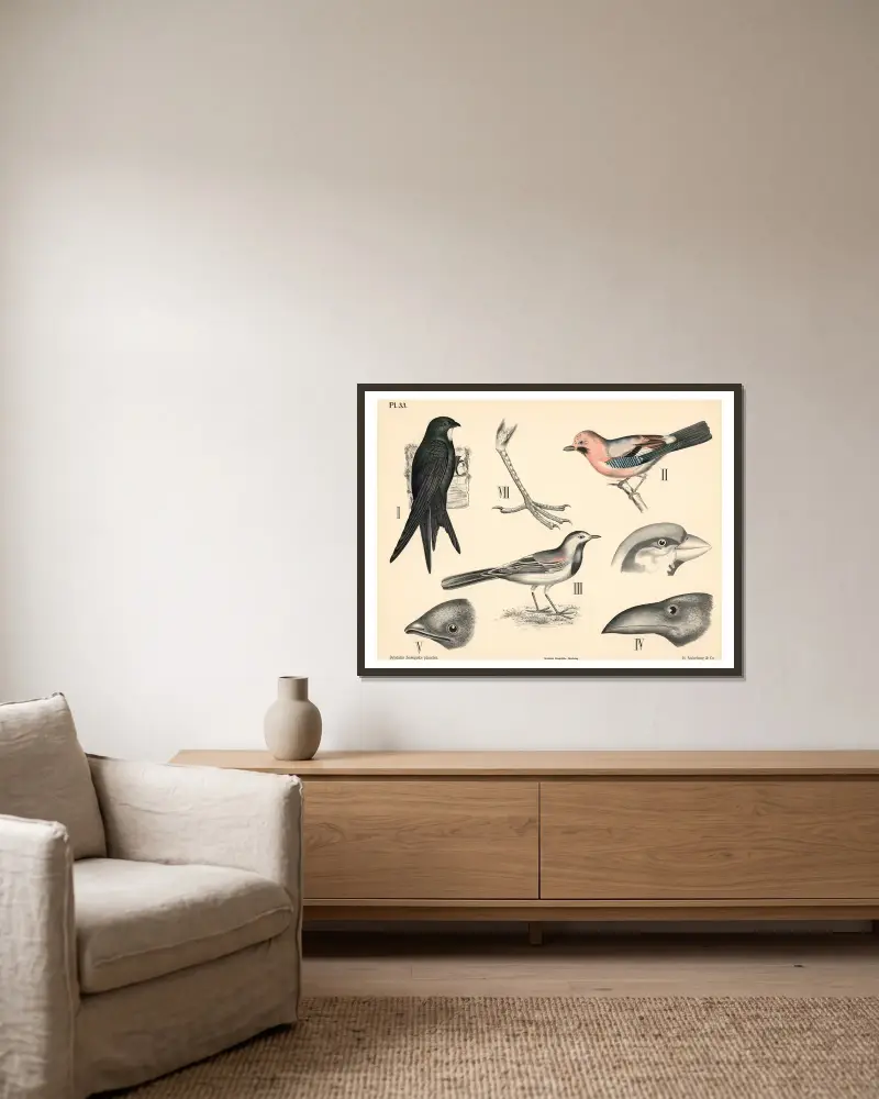 Vögel. Sperlingsvögel von Peter Dybdahl gerahmt an einer Wand