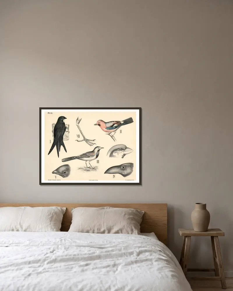 Vögel. Sperlingsvögel von Peter Dybdahl gerahmt an einer Wand