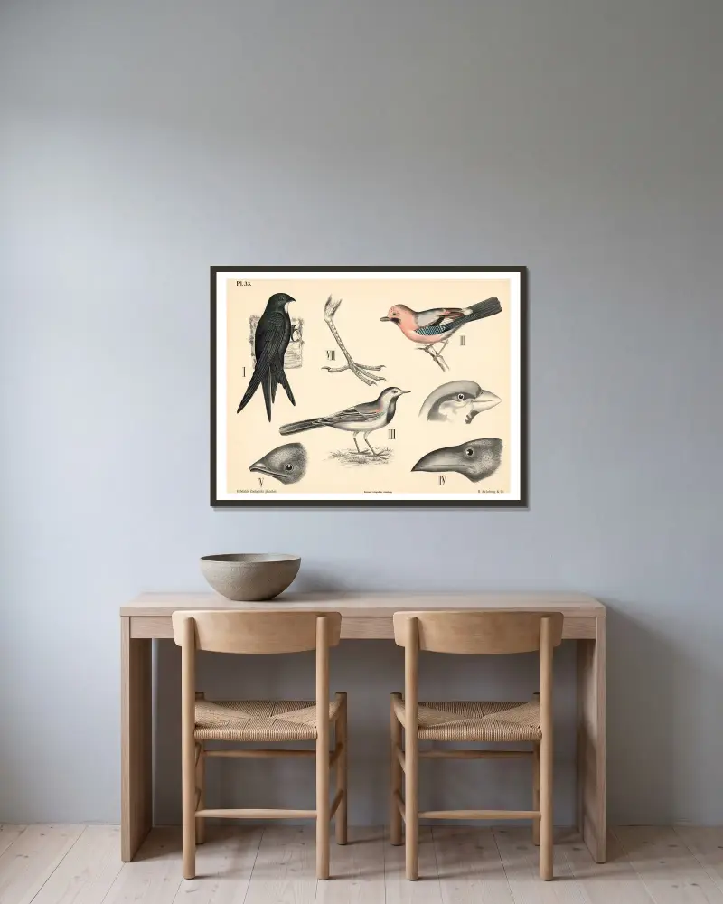 Vögel. Sperlingsvögel von Peter Dybdahl gerahmt an einer Wand