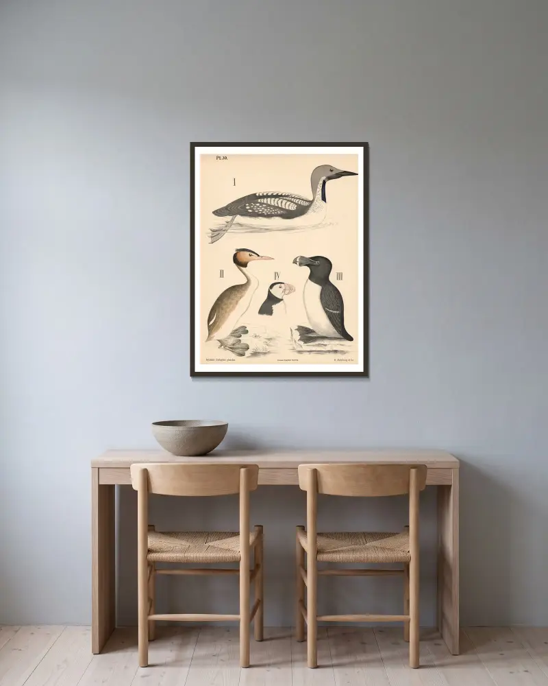 Fåglar. Simfåglar, mås- och dykarfåglar av Peter Dybdahl inramad på en vägg