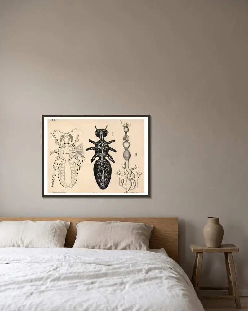 Insekter. Blodomlopp, nervsystem och matsmältningsorgan av Peter Dybdahl inramad på en vägg