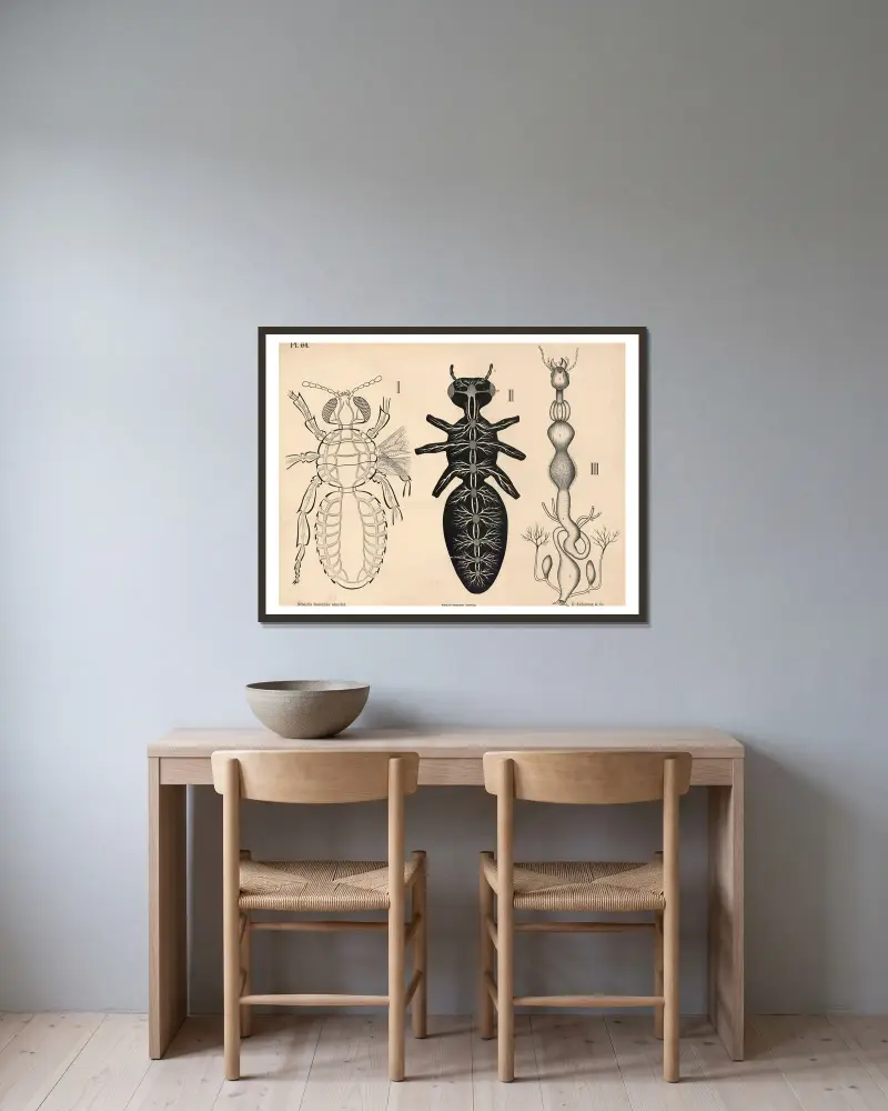Insekter. Blodomlopp, nervsystem och matsmältningsorgan av Peter Dybdahl inramad på en vägg