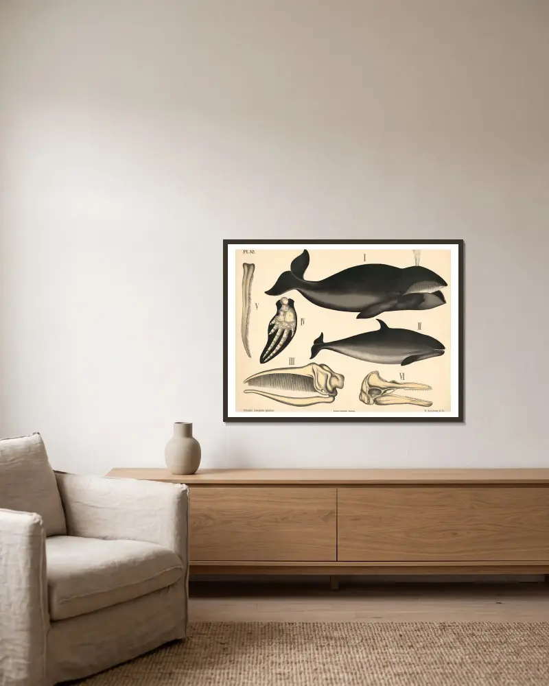 Säugetiere. Wale von Peter Dybdahl gerahmt an einer Wand