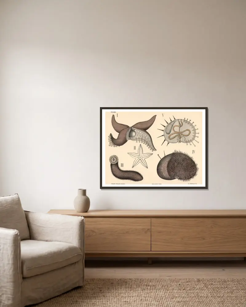 Stachelhäuter von Peter Dybdahl gerahmt an einer Wand